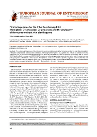 Hemiptera: Delphacidae: Delphacinae) and the Phylogeny of Three Predominant Rice Planthoppers