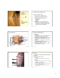 The Integumentary System, but Shares Some of Skin’S Properties