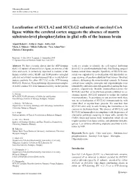 Localization of SUCLA2 and SUCLG2 Subunits of Succinyl Coa Ligase