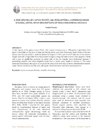 Plecoptera: Capniidae) from Kyushu, Japan, with Description of Male Drumming Signals