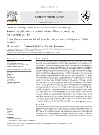 Rostral Densification in Beaked Whales: Diverse Processes for A