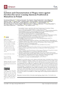 Isolation and Characterization of Phages Active Against Paenibacillus Larvae Causing American Foulbrood in Honeybees in Poland