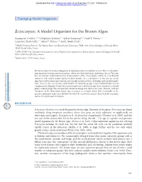 Ectocarpus: a Model Organism for the Brown Algae