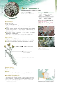 Diotis Cotonneuse