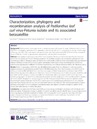 Characterization, Phylogeny and Recombination Analysis of Pedilanthus Leaf Curl Virus-Petunia Isolate and Its Associated Betasat