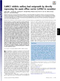 Csbrc1 Inhibits Axillary Bud Outgrowth by Directly Repressing the Auxin Efflux Carrier Cspin3 in Cucumber