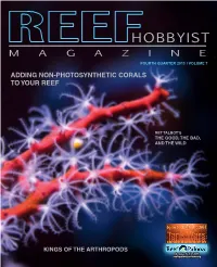 Adding Non-Photosynthetic Corals to Your Reef