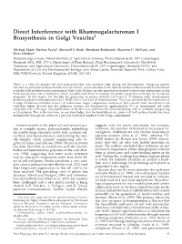 Direct Interference with Rhamnogalacturonan I Biosynthesis in Golgi Vesicles1