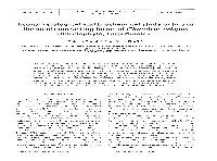 Eco-Physiological and Biochemical Study of Two of the Most Contrasting Forms of Chondrus Crispus (Rhodophyta, Gigartinales)