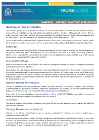 Swallows – Damage Prevention and Control