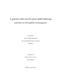 A Genome-Wide Scan for Genes Under Balancing Selection in Drosophila Melanogaster