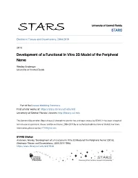 Development of a Functional in Vitro 3D Model of the Peripheral Nerve