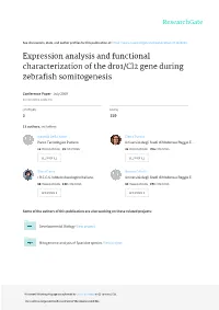 Expression Analysis and Functional Characterization of the Dro1/Cl2 Gene During Zebrafish Somitogenesis