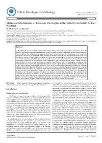Molecular Mechanisms of Podocyte Development Revealed By