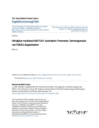 Ikkalpha Mediated NOTCH1 Activation Promotes Tumorigenesis Via FOXA2 Suppression