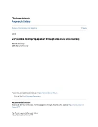 Verticordia Micropropagation Through Direct Ex Vitro Rooting