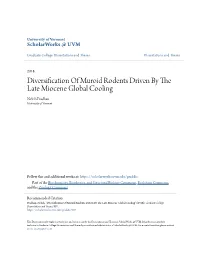 Diversification of Muroid Rodents Driven by the Late Miocene Global Cooling Nelish Pradhan University of Vermont