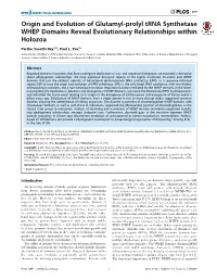 Origin and Evolution of Glutamyl-Prolyl Trna Synthetase WHEP Domains Reveal Evolutionary Relationships Within Holozoa