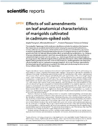 Effects of Soil Amendments on Leaf Anatomical Characteristics