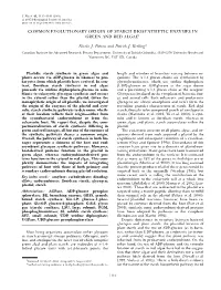Common Evolutionary Origin of Starch Biosynthetic Enzymes in Green and Red Algae1