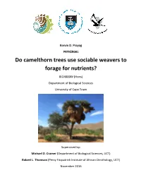 Do Camelthorn Trees Use Sociable Weavers to Forage for Nutrients?