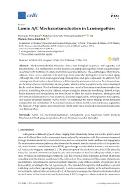 Lamin A/C Mechanotransduction in Laminopathies