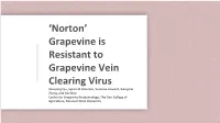 'Norton' Grapevine Is Resistant to Grapevine Vein Clearing Virus