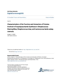 Characterization of the Function and Interaction of Proteins Involved in Exopolysaccharide Synthesis in Streptococcus Thermophil