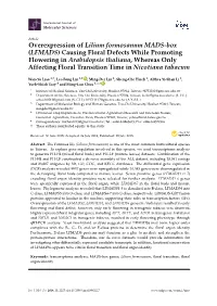 Overexpression of Lilium Formosanum MADS-Box (LFMADS) Causing
