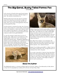 Fennec Fox by Guy Belleranti