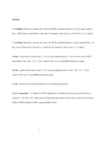 1 Glossary 5' Overhang- Restriction Enzymes That Cleave the DNA Asymmetrically Leave Several Single Stranded Bases. If the Si