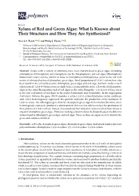 Xylans of Red and Green Algae: What Is Known About Their Structures and How They Are Synthesised?