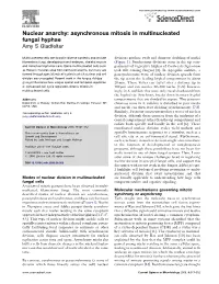 Asynchronous Mitosis in Multinucleated Fungal Hyphae Amy S Gladfelter