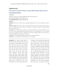0Riginal Article the Cadaveric Study of Extensor Carpi Radialis Longus Muscle on the Developmental Basis