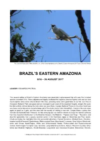 Brazil's Eastern Amazonia
