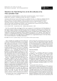Mutation Is the Main Driving Force in the Diversification of the Vibrio Splendidus Clade