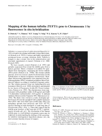 Mapping of the Human Tuftelin (TUFT1) Gene to Chromosome 1 by Fluorescence in Situ Hybridization