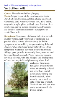 Verticillium Wilt Cause: Verticillium Dahliae (Fungus) Hosts: Maple Is One of the Most Common Hosts
