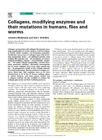 Collagens, Modifying Enzymes and Their Mutations in Humans, Flies And