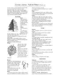 Corylus Colurna