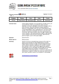 Cestrum Nocturnum Global Invasive