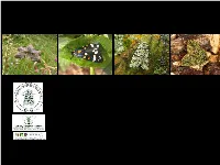 Introduction to Macro-Moth Identification
