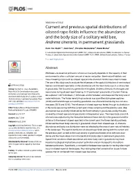 Current and Previous Spatial Distributions of Oilseed Rape Fields Influence the Abundance and the Body Size of a Solitary Wild B