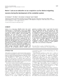 Netrin 1 Guides Neuronal Migration 1361 Previously Hybridised for Netrin 1 Expression, Were Immunolabeled Background Levels