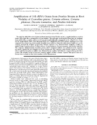 Amplification of 16S Rrna Genes from Frankia Strains in Root Nodules Of