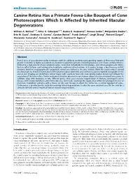 Canine Retina Has a Primate Fovea-Like Bouquet of Cone Photoreceptors Which Is Affected by Inherited Macular Degenerations