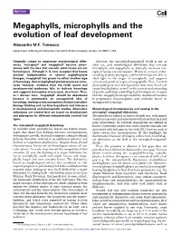 Megaphylls, Microphylls and the Evolution of Leaf Development