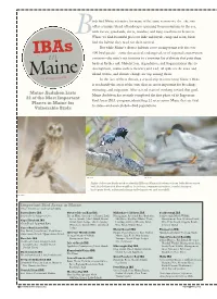 Ibastoryspring08.Pdf