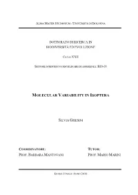 Molecular Variability in Isoptera