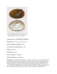 SOUTHERN CLUBSHELL Scientific Name: Pleurobema Decisum Lea